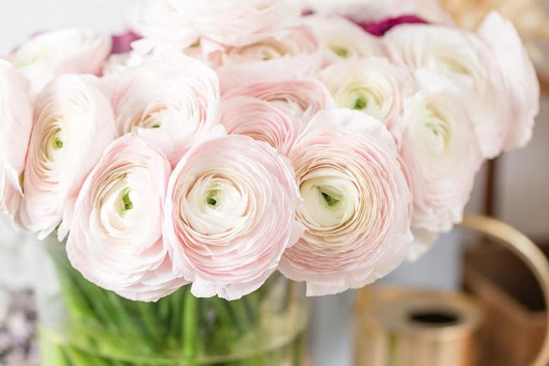 Types Of Ranunculus Types Of Ranunculus